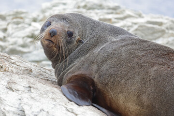 Neuseeländischer Seebär / New Zealand fur seal / Arctocephalus forsteri