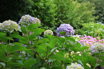 多摩川台公園の紫陽花（あじさい）　　東急東横線・目黒線の多摩川駅前にある多摩川台公園は6月になると、たくさんのアジサイの花に埋め尽くされる。
