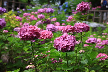 多摩川台公園の紫陽花（あじさい）　　東急東横線・目黒線の多摩川駅前にある多摩川台公園は6月になると、たくさんのアジサイの花に埋め尽くされる。
