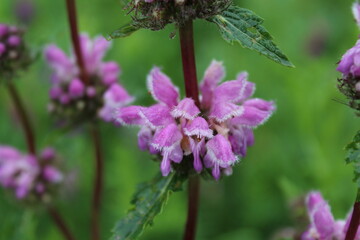 Pink Phlomoides tuberosa closeup in summer on a green background