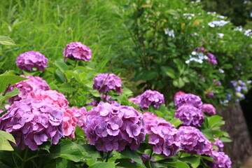 多摩川台公園の紫陽花（あじさい）　　東急東横線・目黒線の多摩川駅前にある多摩川台公園は6月になると、たくさんのアジサイの花に埋め尽くされる。
