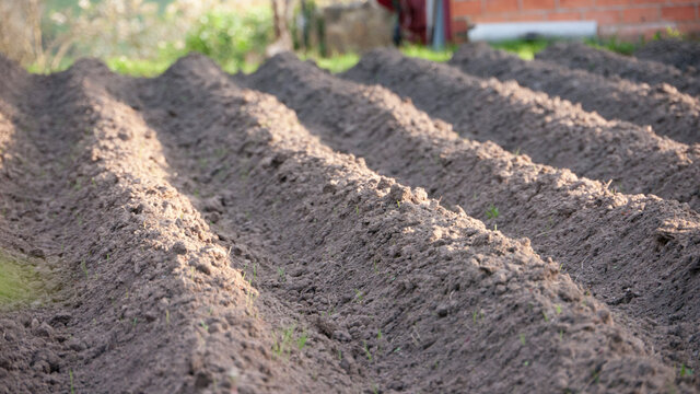 Surcos de tierra arada en huerta