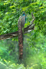 Beauty of south indian jungles 