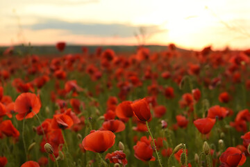 Naklejka premium Fields with red poppies at sunset.