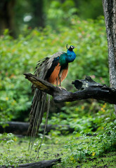 Beauty of south indian jungles 