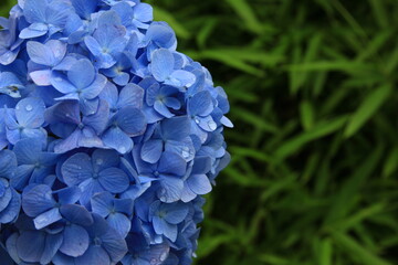 多摩川台公園の紫陽花（あじさい）　　東急東横線・目黒線の多摩川駅前にある多摩川台公園は6月になると、たくさんのアジサイの花に埋め尽くされる。
