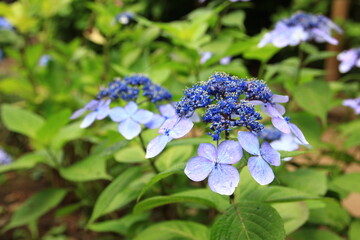 多摩川台公園の紫陽花（あじさい）　　東急東横線・目黒線の多摩川駅前にある多摩川台公園は6月になると、たくさんのアジサイの花に埋め尽くされる。
