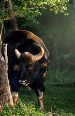 Beauty of south indian jungles 