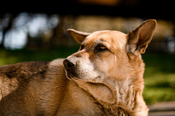 portrait of big fat dog that looks like shepherd at the park