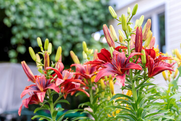 Red lily flowers blooms in garden against of house. Colorful summer background.