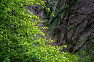 Tree branches with leaves on blurred abstract background of forest. Nature Plant Branches Leaves Spring Forest Tree.