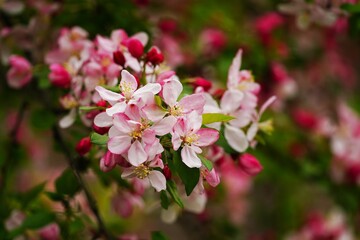 Obraz na płótnie Canvas Apple blossom blooming - Spring background, selective focus