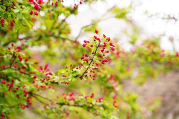 Apple blossom blooming - Spring background, selective focus