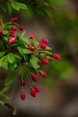 Obraz premium Apple blossom blooming - Spring background, selective focus