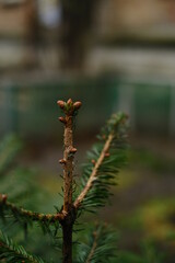 Green spring branch with pine needles