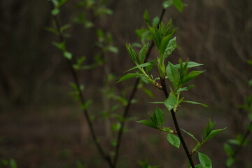 Green spring branch with leaves