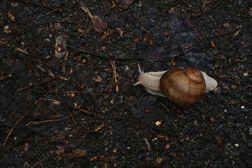 A snail with a shell on its back, crawling © Yevhenii Lashevskyi