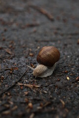 Snail with a shell on its back