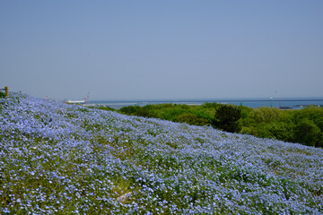 茨城県にある国営ひたちなか海浜公園でネモフィラが満開に咲き誇っていた風景を中心に一コマづつ納めました。