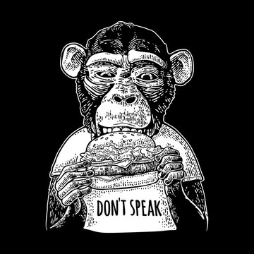Monkey wearing a t-shirt eating a hamburger burger. Vintage black engraving