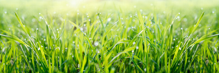 Fresh green background with dew drops on green grass banner size