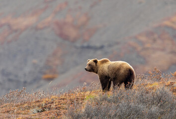 Grizzly Bear in Autumn in Denali National Park Alaska - obrazy, fototapety, plakaty