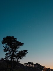 Fototapeta na wymiar Sunset tree silhouette 