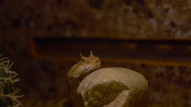 A horned viper looks at the camera and then hides behind a stone, venomous snake in the wild