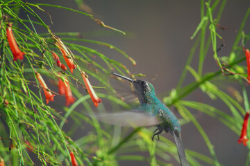 Gray-green hummingbird in flight looking curiously at firecracker plants
