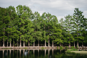Beautiful trees over a lake