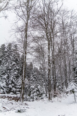 snow covered trees in winter
