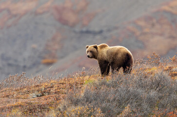 Grizzly Bear in Autumn in Denali National Park Alaska