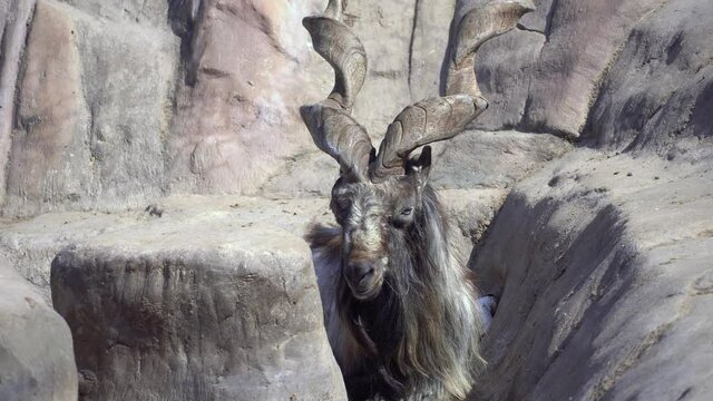 The Markhor or scythe goat disguises itself among the rocks and looks into the camera. Mountain goat in the wild Capra falconeri