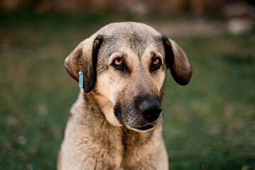 portrait of large mixed-breed stray dog with tag on folded ears