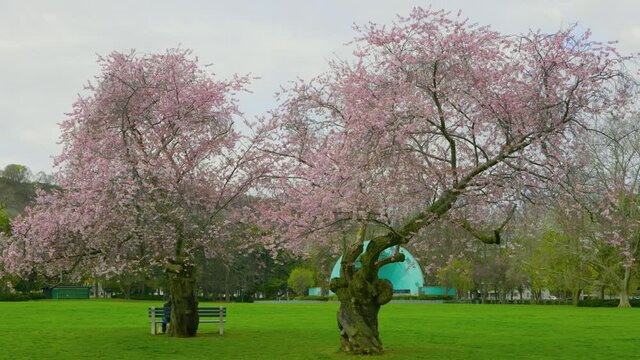 Cherry trees in bloom in the park