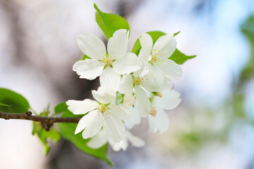 背景が美しいオオシマザクラ