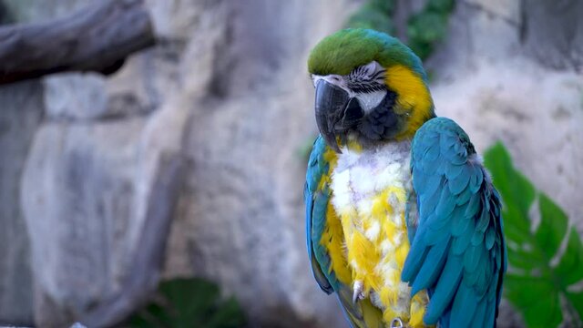 Blue macaw parrot with plucked feathers on the chest with a huge beak. The camera moves from left to right