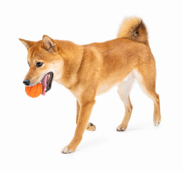 Play game time for Shiba Inu active young dog. Fetching orange ball bringing to owner. Positive fun leisure with a pet. White background. Domestic animals agility behavior education. Full length  