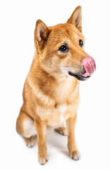 Adorable dog Shiba Inu licking nose and looking with with curiosity and interest awaiting the treat tasty food. Pet on white background. Beautiful young hungry dog expecting to have meal. Full length
