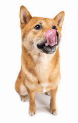 Hungry dog Shiba Inu licking nose and looking with with curiosity and interest awaiting the treat...