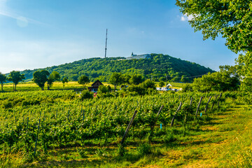 Vineyards Situated Slope Kahlenberg Hill