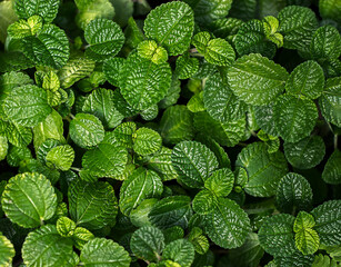 Natural green background from plant leaves close up