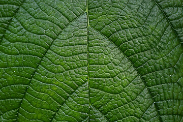 Natural background. Green leaf with veins close up