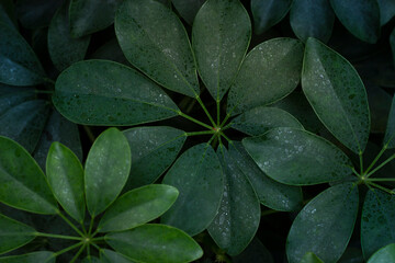 Green natural background. Flower leaves close up