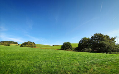 Green spring field with trees and blue sky.