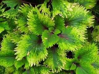 Close up of green coleus atropurpureus