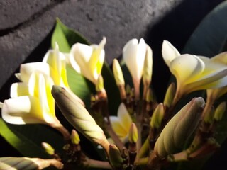 Obraz premium frangipani flowers in bloom and which have not yet bloomed on the frangipani tree