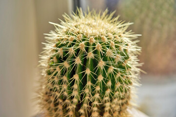 Green cactus with sharp needles macro photography of plants in the sun