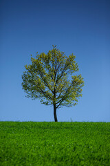 Fototapeta na wymiar Un arbre sur fond de ciel bleu avec de l'herbe verte