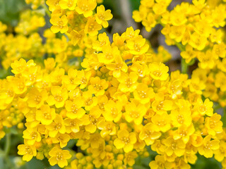bright yellow flowers in springtime, Alyssum gmelinii, selective focus